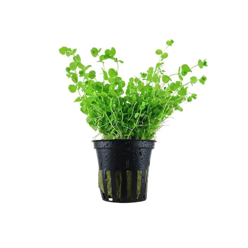 Planta acvariu Micranthemum umbrosum Stoffels Ultima șansă
