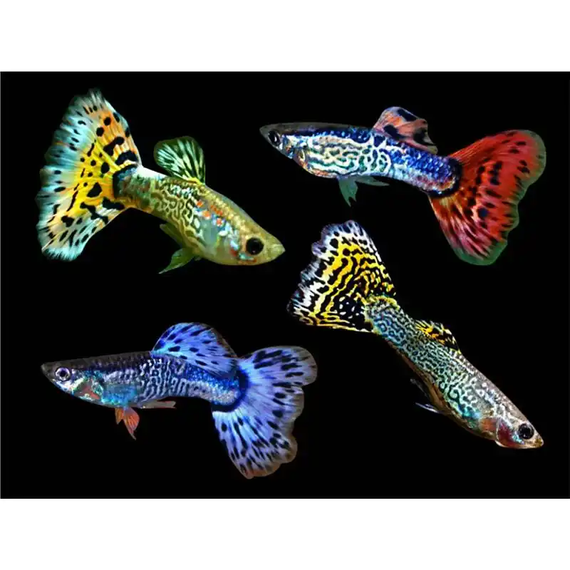 Guppy Poecilia ret. male snakeskin mix Reducere extra