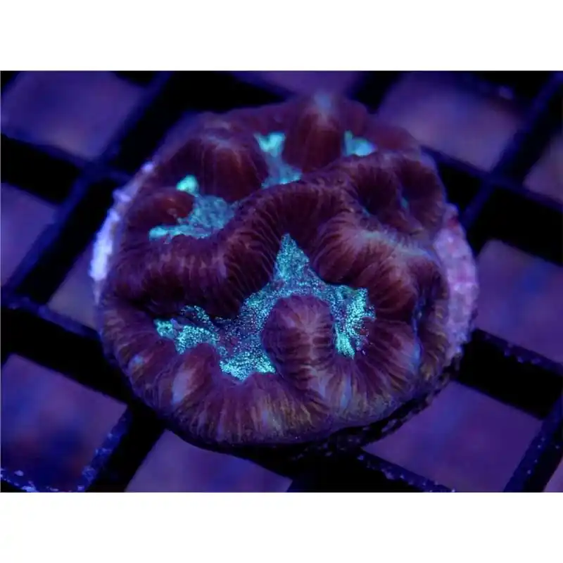 Ofertă limitată Coral Platygyra Purple