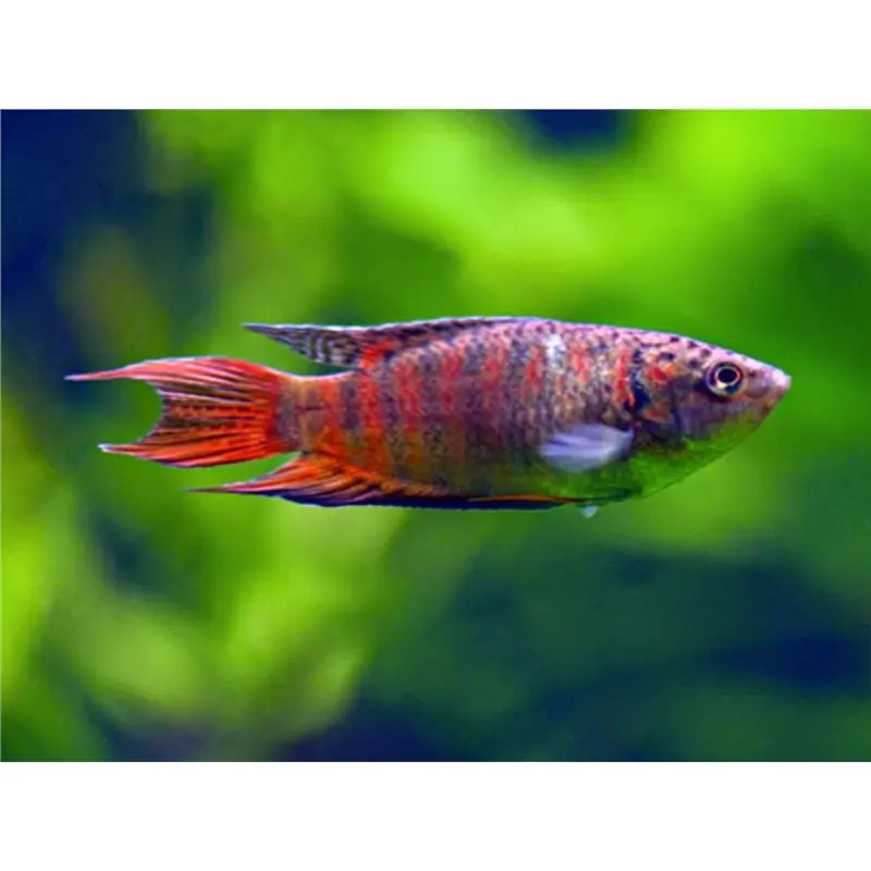 Preferatul clienților Macropodus Opercularis Red Velvet