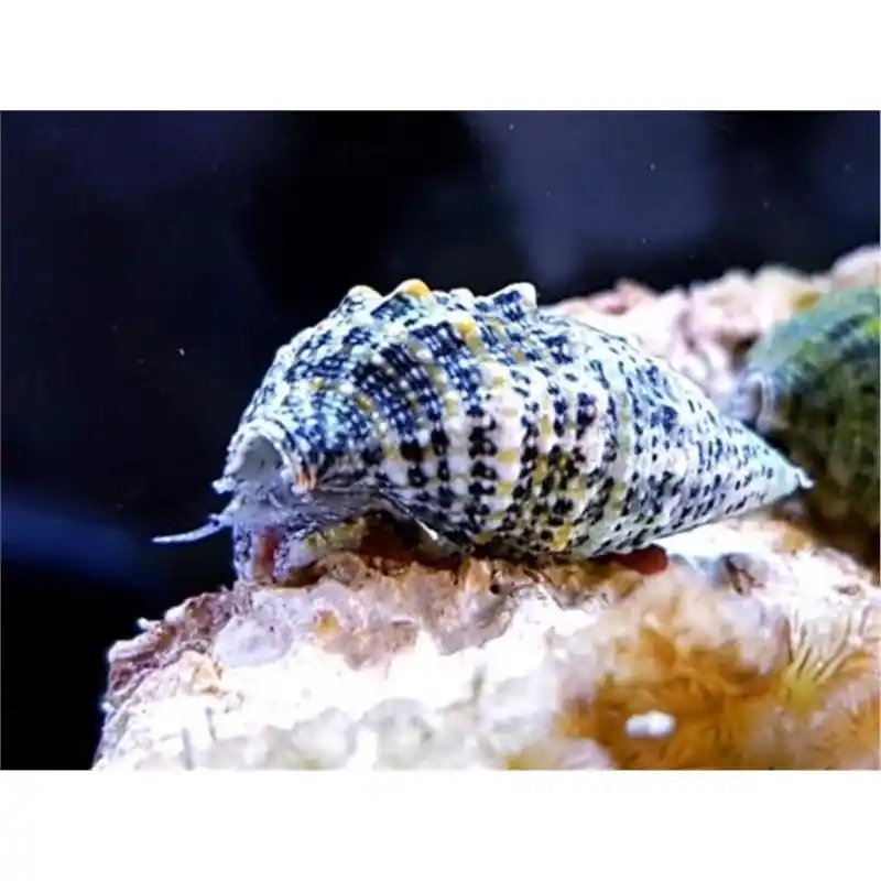 Promoție Melc Cerithium Caeruleum