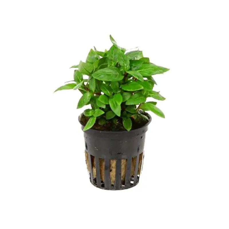 Premium Planta acvariu Stoffels Staurogyne Repens