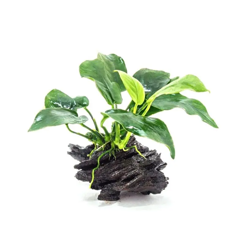 Reduceri Planta acvariu Decor Anubias Nana pe lemn Stoffels