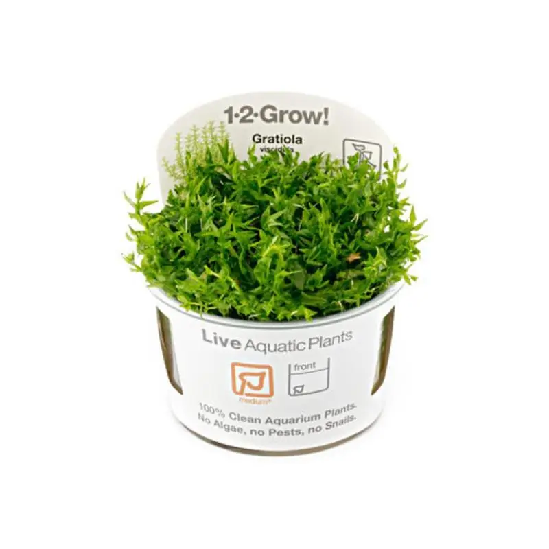 Planta acvariu Gratiola viscidula in vitro Tropica Chilipir