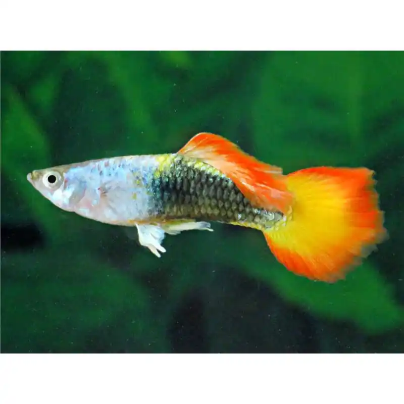 Peste Guppy German Sunset Ofertă specială