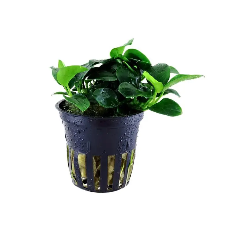 Calitate înaltă Planta acvariu Tropica Anubias barteri Petite
