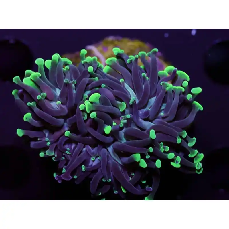 Coral Euphyllia paraancora FRAG Livrare expres