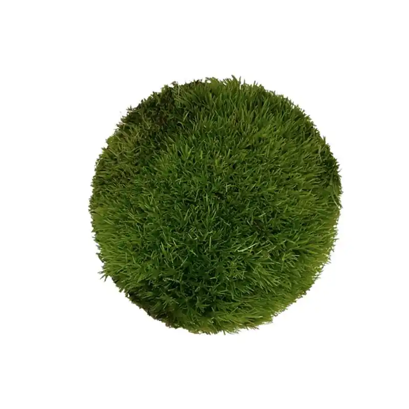 Ofertă exclusivă Muschi WIO Cushion "Leucobryum glaucum"