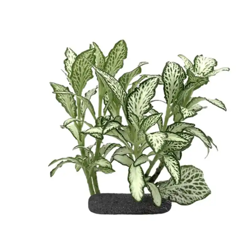 Planta terariu WIO Nerve Plant ‘White Star‘ Reducere extra