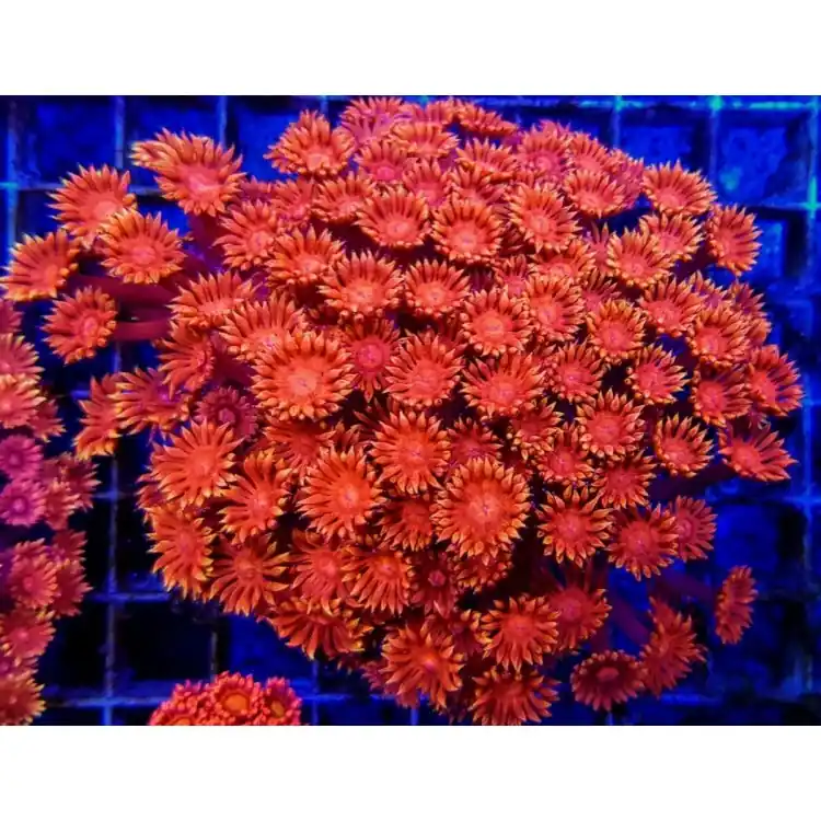 Goniopora sp. red FRAG Livrare rapidă