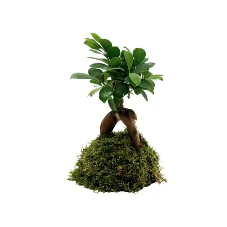 Decor natural Ficus Ginsen Fig Bonsai Insula Preț mic
