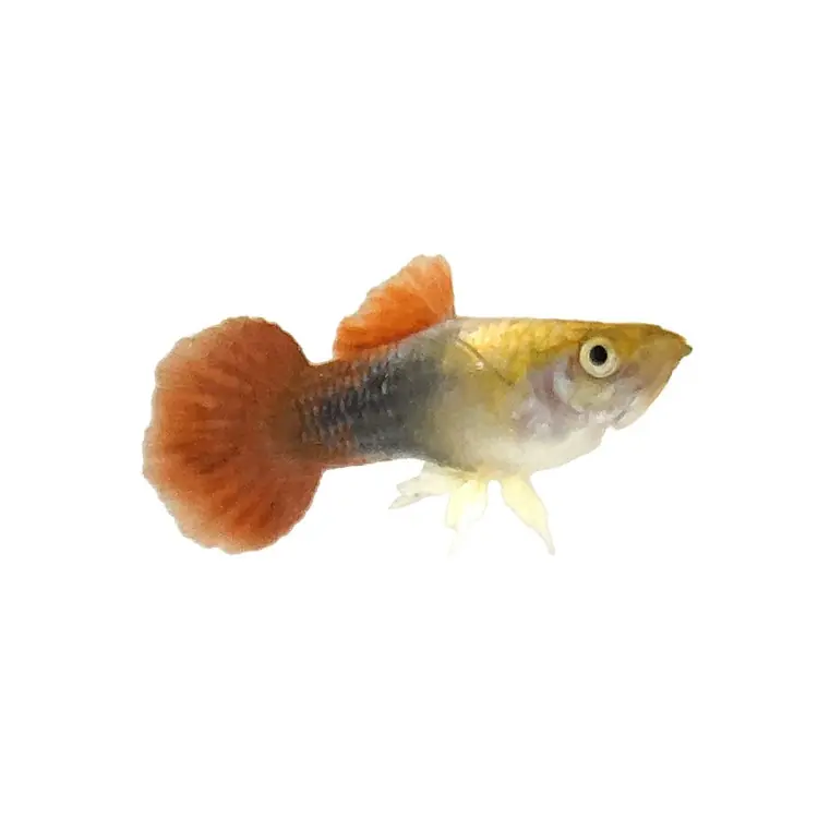Livrare rapidă Poecilia reticulata tuxedo blond gold Mascul