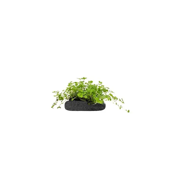 Doar azi Planta terariu WIO "Angel‘s Tears Groundcover"