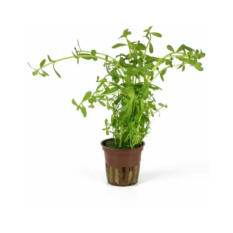 Planta acvariu Bacopa monnieri Stoffels Disponibil imediat