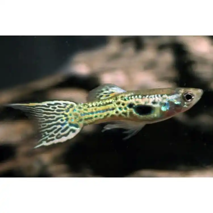 Preț mic Poecilia wingei cobra (Endler guppy)