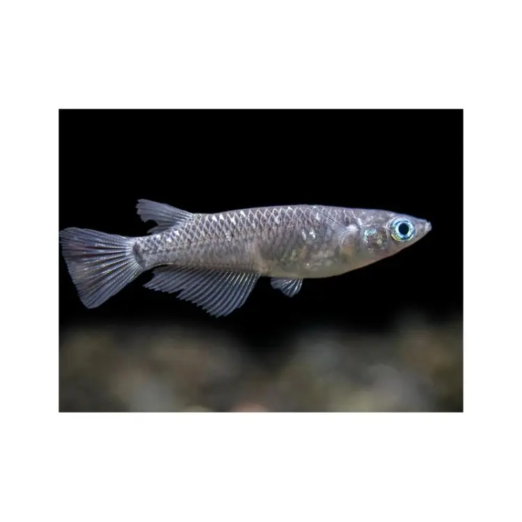Chilipir Oryzias latipes white black
