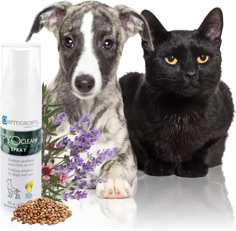 Calitate înaltă Dermoscent PYOclean Spray purificator pentru piele sensibilă