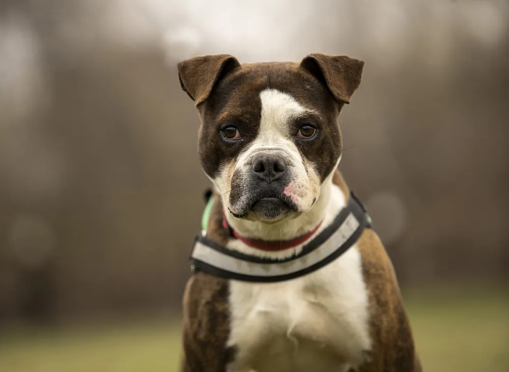 Morpheus, mascul, metis boxer, 50 cm, 7 ani Reducere