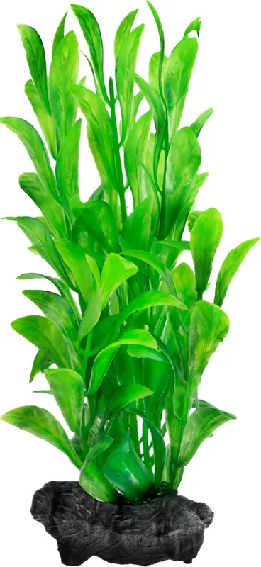 Tetra Hygrophila plantă ornamentală acvariu Chilipir