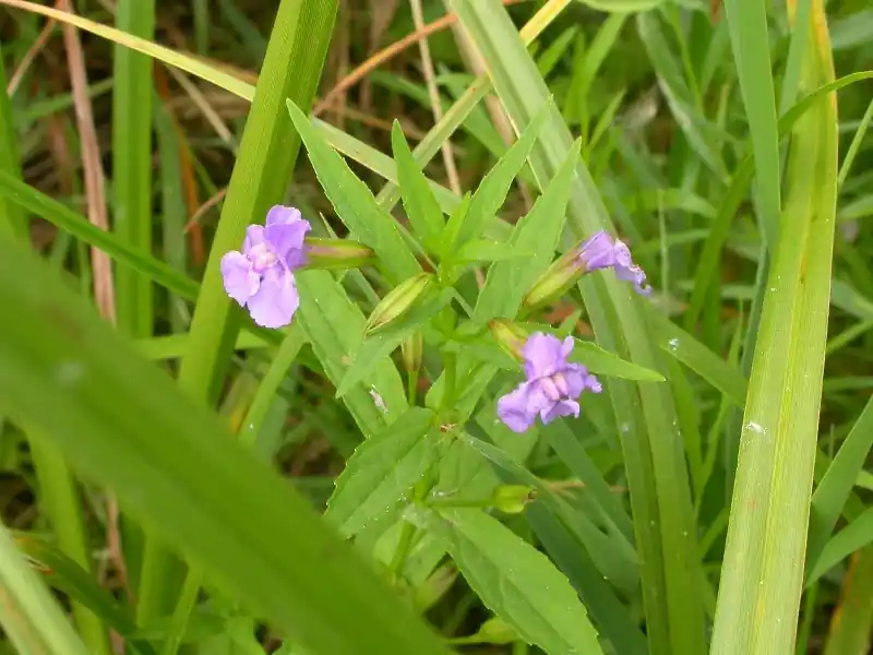 Ofertă Mimulus ringens