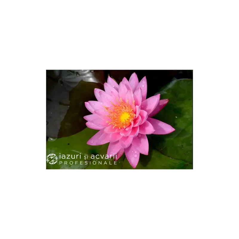 Plată securizată Nufăr Nymphaea Pink Sensation