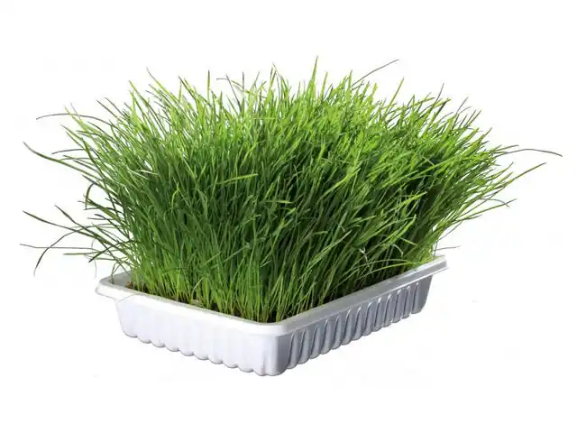 Reducere Iarba bio pentru pisici Trixie 100g
