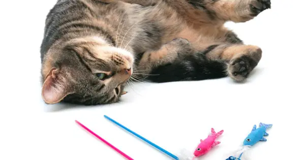 All for paws Jucarie Undita Fish N Wand Ofertă exclusivă