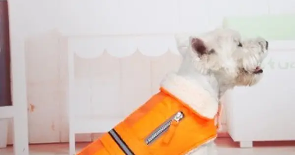 Geaca reflectorizanta - Petsafe - Portocaliu - L Reducere specială