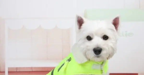 Geaca reflectorizanta - Petsafe - Verde - XXL Super ofertă