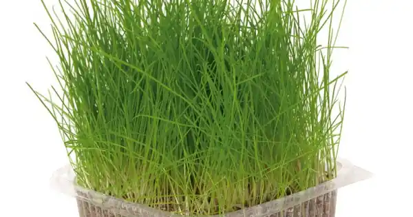 Iarba pisicii Nayeco - 120g Calitate înaltă