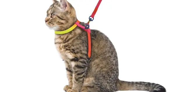 Set lesa si ham Rainbow - Pisica Reducere extra