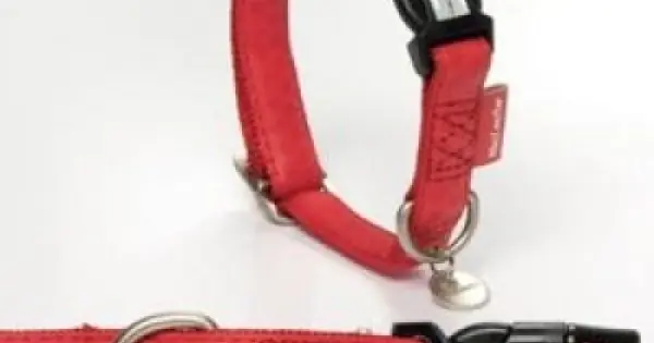 Livrare expres Zgarda caini din piele, rosie, reglabila, 35-50 cm x 20 mm