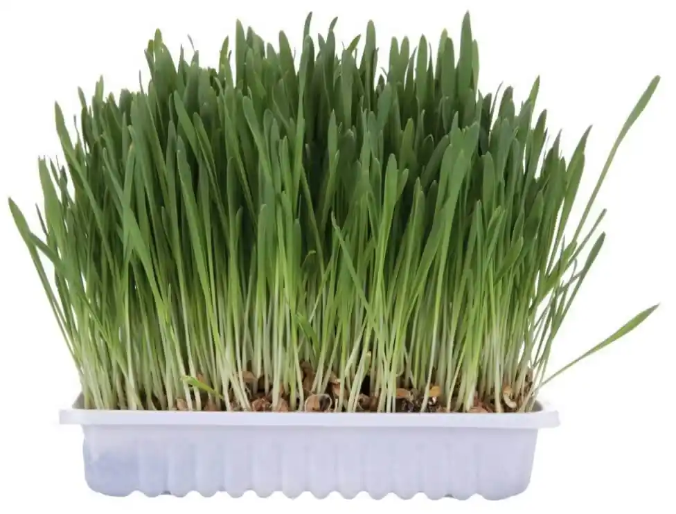 Trixie Cat grass La cutie 100 g Promoție