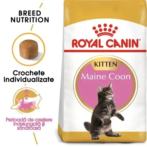 Royal Canin Maine Coon Kitten, hrana uscata pisica junior, 10KG Lichidare de stoc
