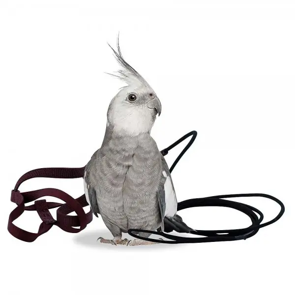 Aviator Ham pentru Papagali, Petite Lichidare de stoc