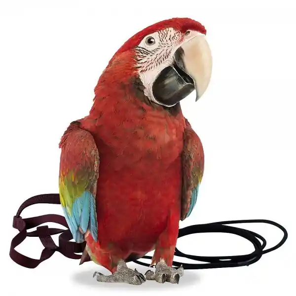 Preț promoțional Aviator Ham pentru Papagali, X-Large